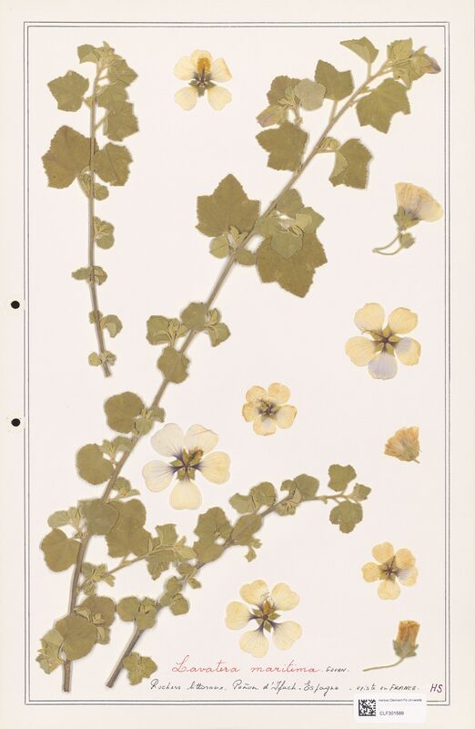 Lavatera maritima  (Lythraceae)