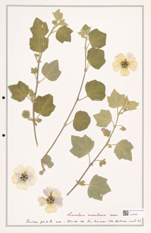 Lavatera maritima  (Lythraceae)