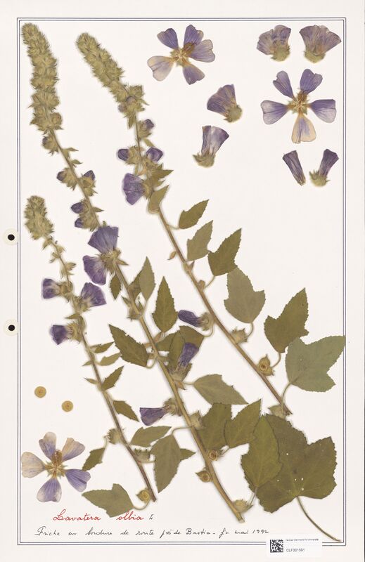 Lavatera olbia  (Lythraceae)