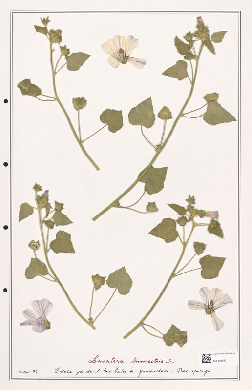 Lavatera trimestris  (Lythraceae)