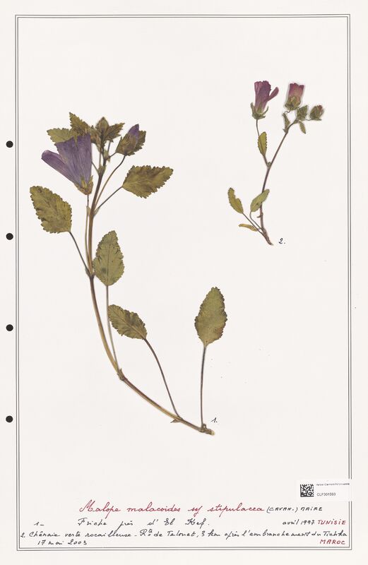 Malope malacoides  (Malvaceae)