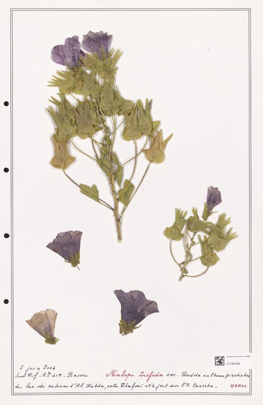 Malope trifida  (Malvaceae)