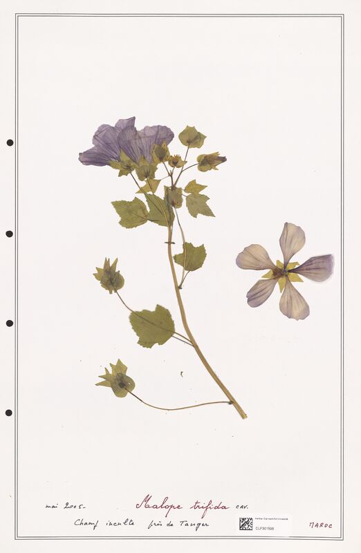 Malope trifida  (Malvaceae)