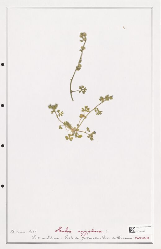 Malva aegyptiaca  (Malvaceae)