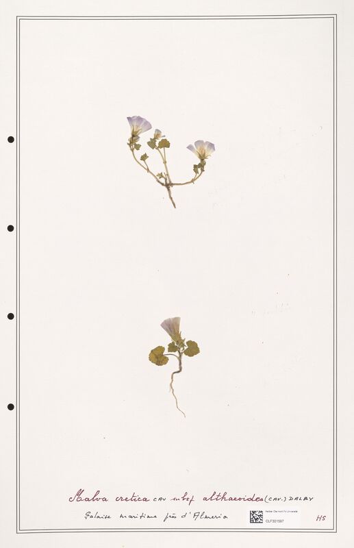 Malva cretica  (Malvaceae)