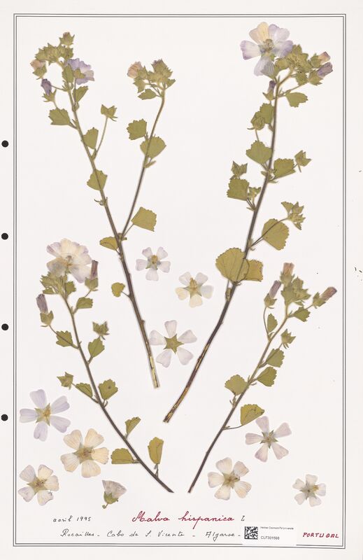 Malva hispanica  (Malvaceae)