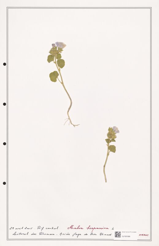 Malva hispanica  (Malvaceae)