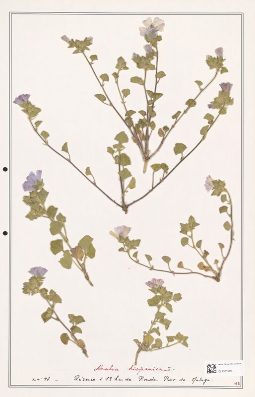 Malva hispanica  (Malvaceae)