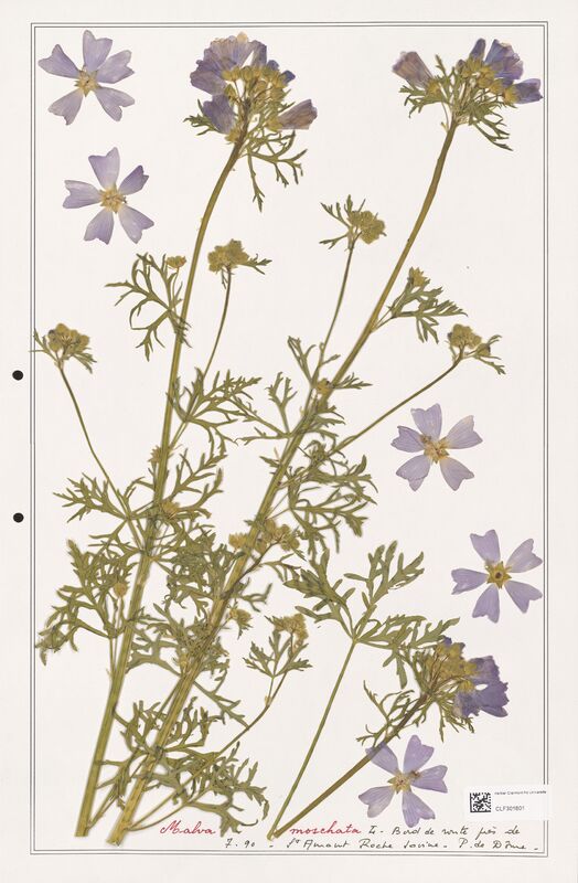 Malva moschata  (Malvaceae)