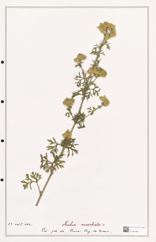 Malva moschata  (Malvaceae)