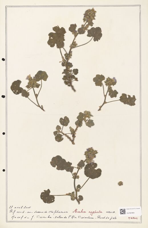 Malva neglecta  (Malvaceae)