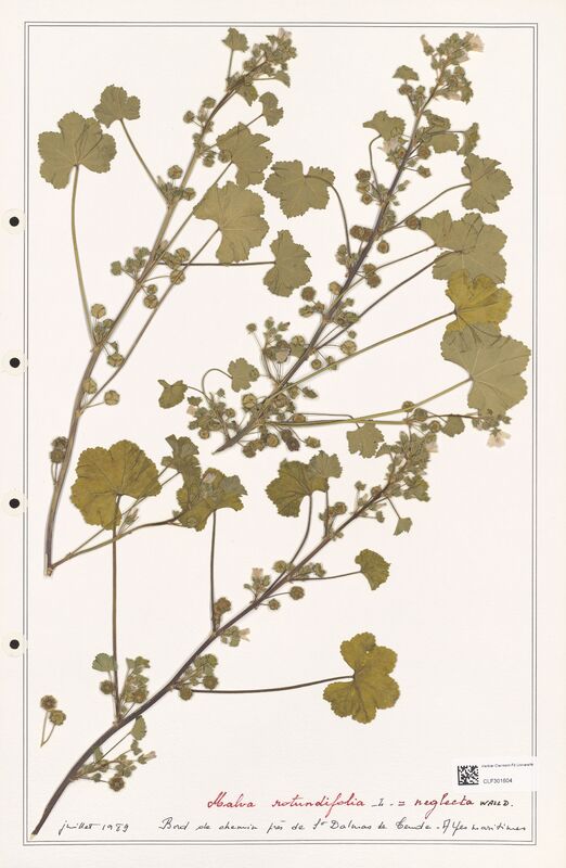 Malva rotundifolia  (Malvaceae)