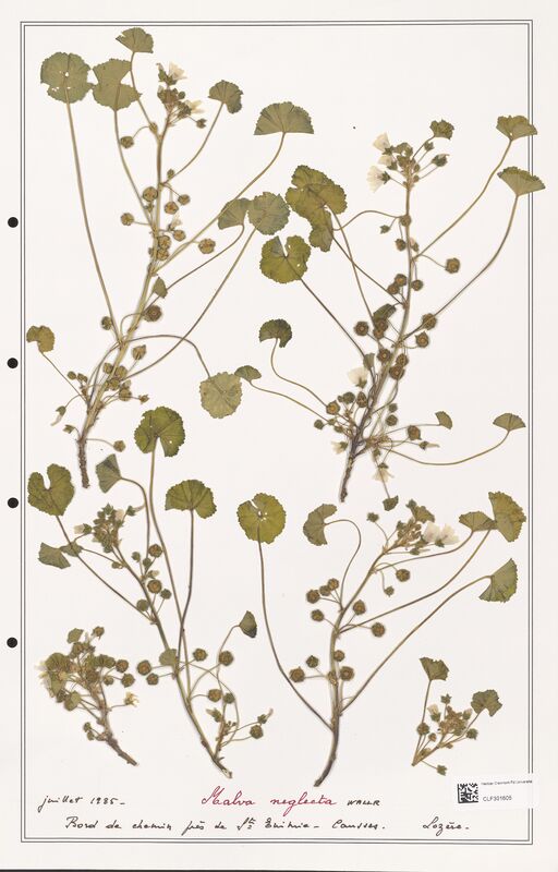 Malva neglecta  (Malvaceae)