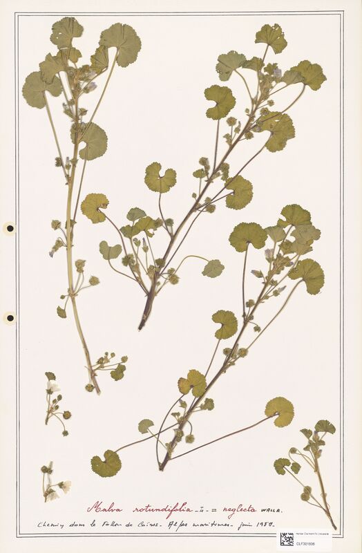 Malva rotundifolia  (Malvaceae)