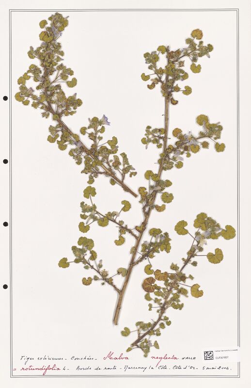 Malva neglecta  (Malvaceae)