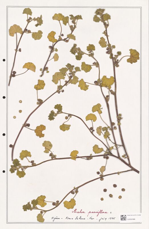 Malva parviflora  (Malvaceae)