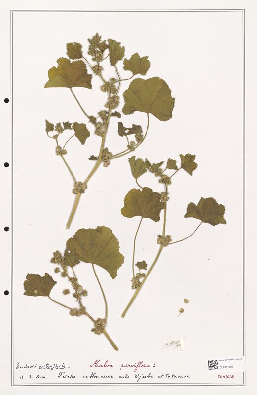 Malva parviflora  (Malvaceae)