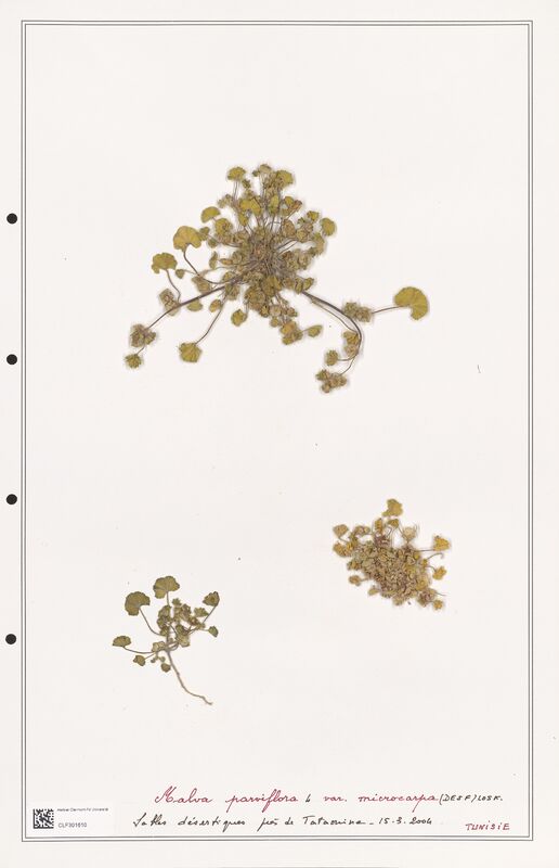 Malva parviflora  (Malvaceae)