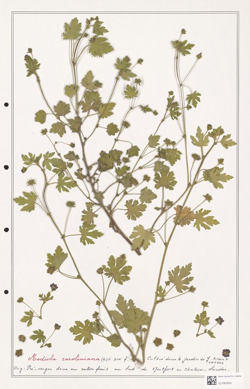 Modiola caroliniana  (Malvaceae)