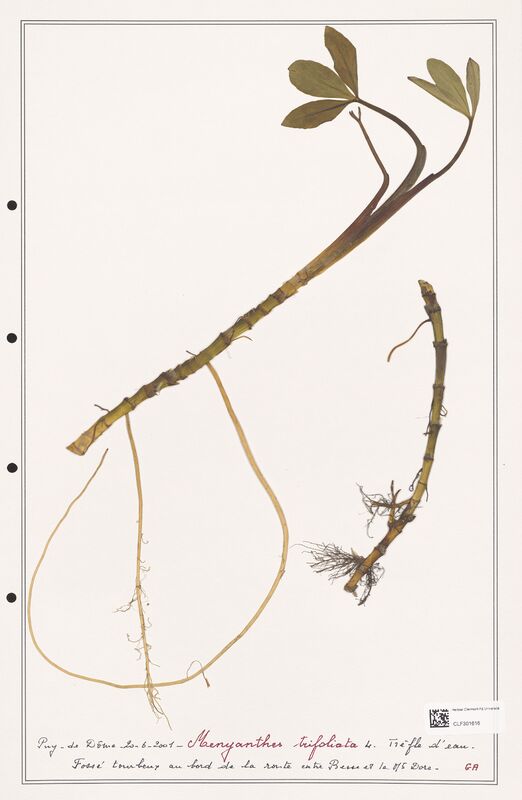 Menyanthes trifoliata  (Menyanthaceae)