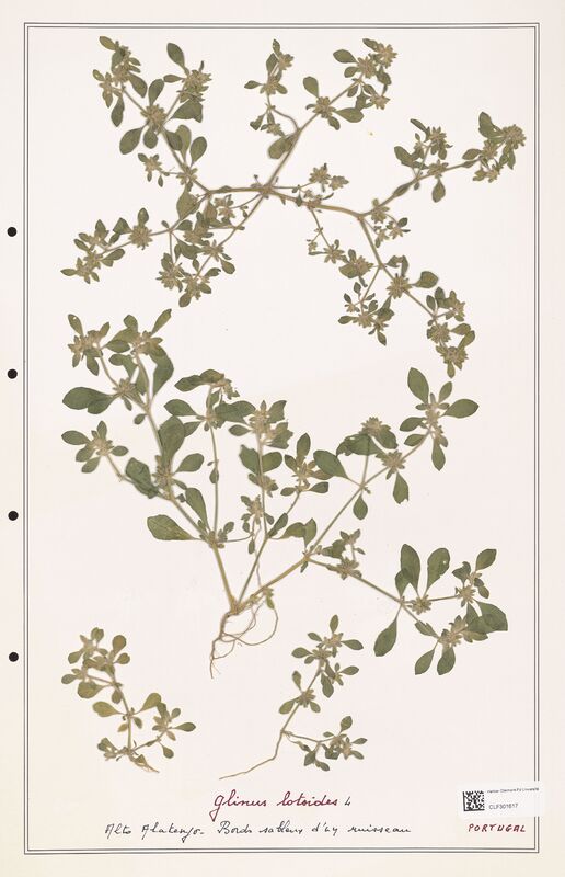 Glinus lotoides  (Molluginaceae)