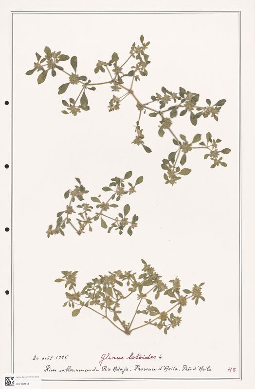 Glinus lotoides  (Molluginaceae)