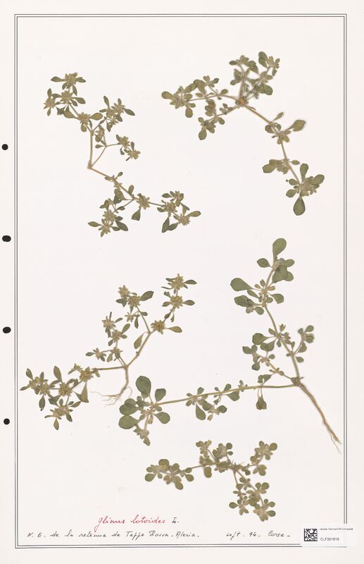 Glinus lotoides  (Molluginaceae)