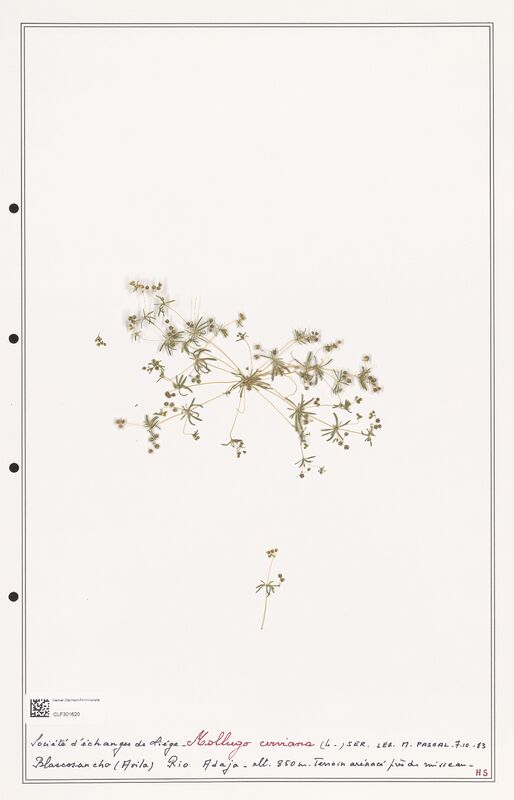 Mollugo cerviana  (Molluginaceae)