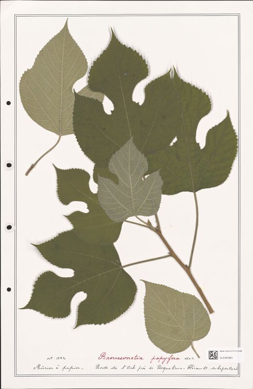 Broussonetia popyfera  (Moraceae)