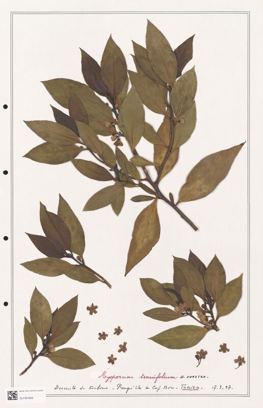 Myoporum tenuifolium  (Molluginaceae)