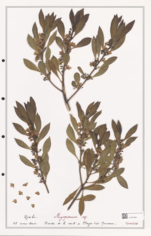 Myoporum ssj  (Molluginaceae)