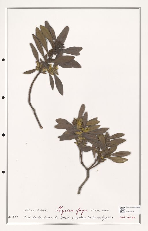 Myrica faya  (Myricaceae)