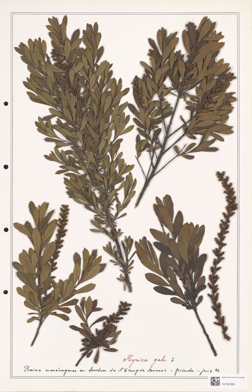 Myrica gale  (Myricaceae)