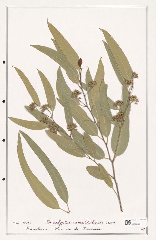 Eucaliptus camaldulensis  (Myrtaceae)