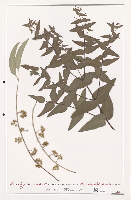 Eucaliptus rostratus  (Myrtaceae)