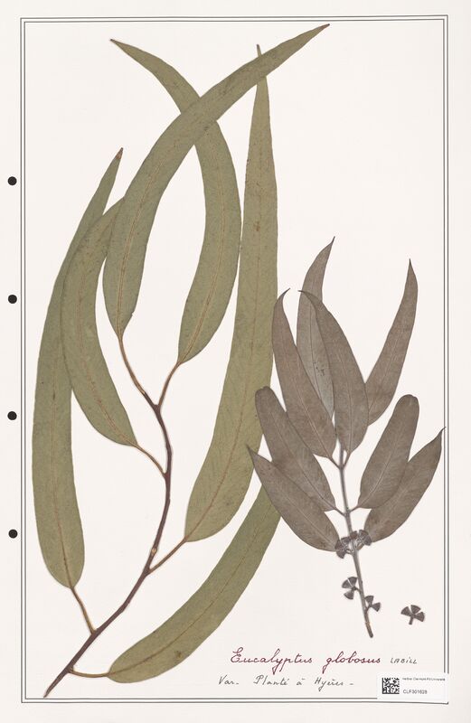 Eucaliptus globosus  (Myrtaceae)