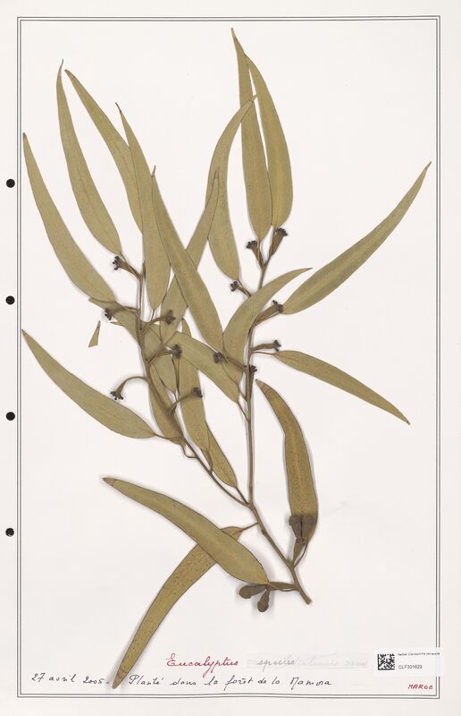 Eucaliptus species  (Myrtaceae)