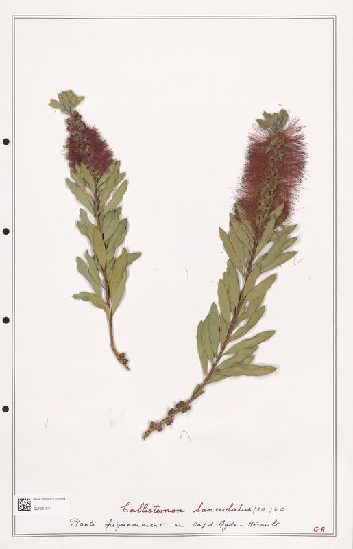 Callistemon lanceolatus  (Myrtaceae)