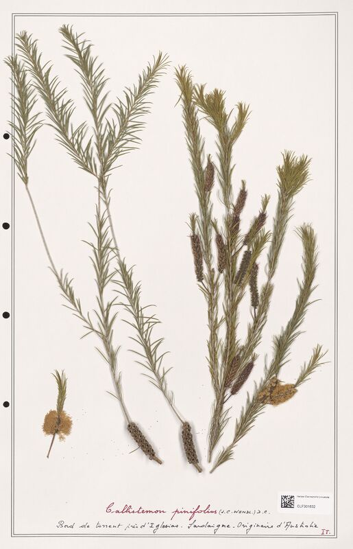 Callistemon pinifolius  (Myrtaceae)