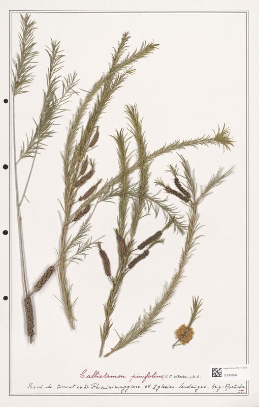 Callistemon pinifolius  (Myrtaceae)