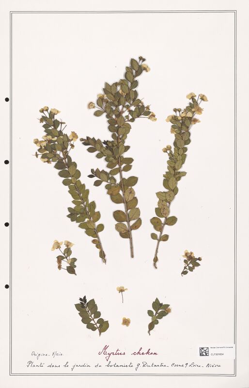 Myrtus cheken  (Myrtaceae)