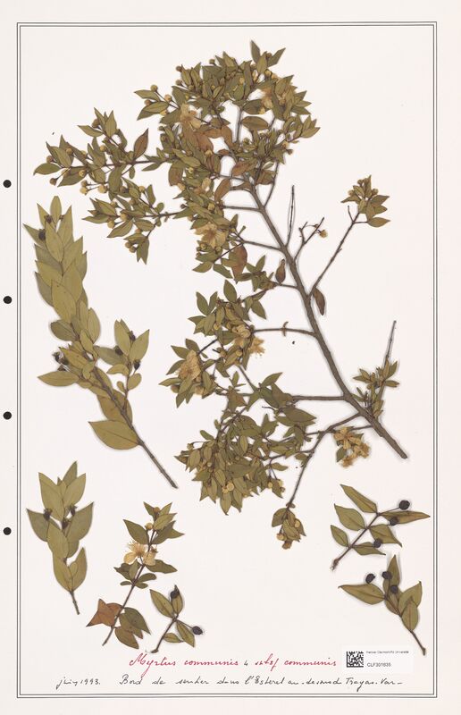 Myrtus communis  (Myrtaceae)