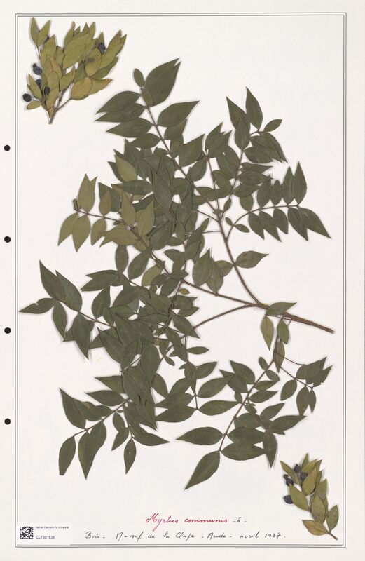 Myrtus communis  (Myrtaceae)