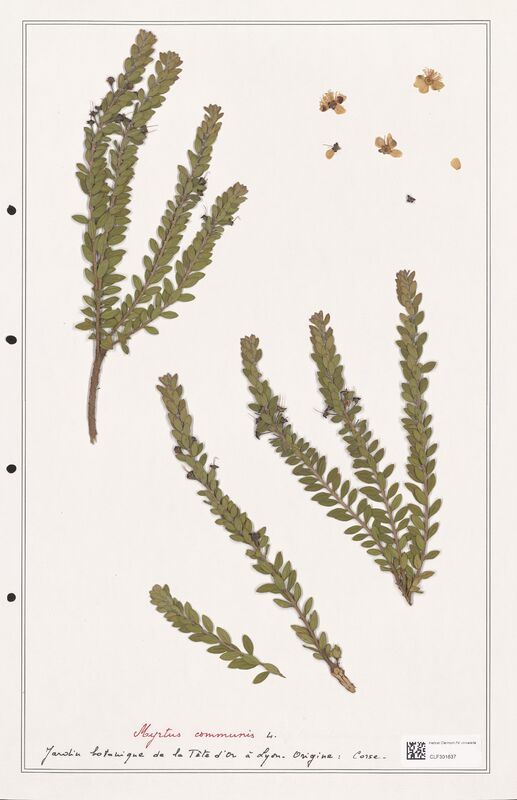 Myrtus communis  (Myrtaceae)