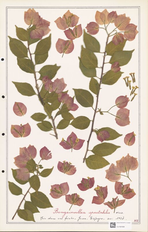 Bougainvillea spectabilis  (Nyctaginaceae)