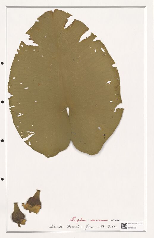 Nuphar sericeum  (Nymphaeaceae)