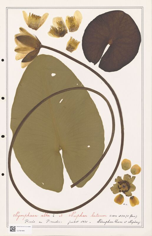 Nymphaea alba  (Nymphaeaceae)