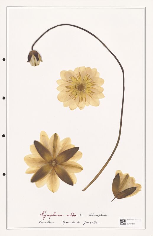 Nymphaea alba  (Nymphaeaceae)