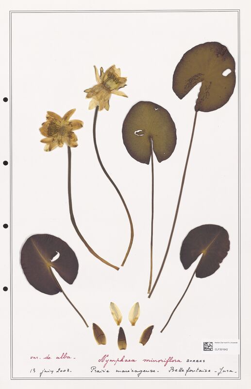Nymphaea minoriflora  (Nymphaeaceae)