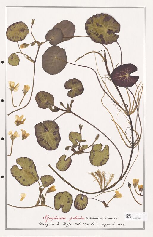 Nymphoides pellata  (Nymphaeaceae)